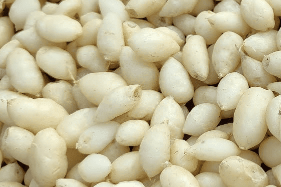 বীর্য মণি
